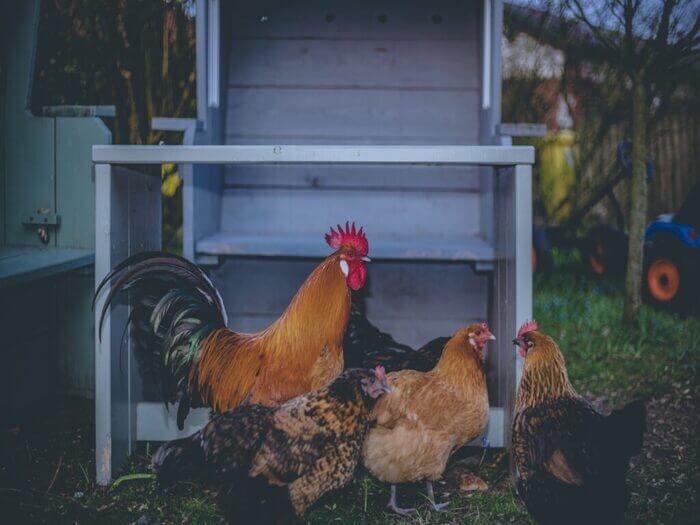 Nighttime Protection How to Protect Chickens From Predators After Dark