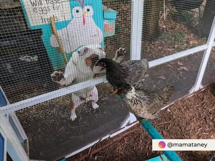 chicken coop name ideas