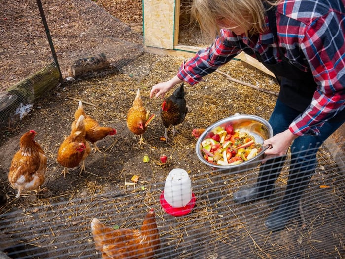 treats for chickens