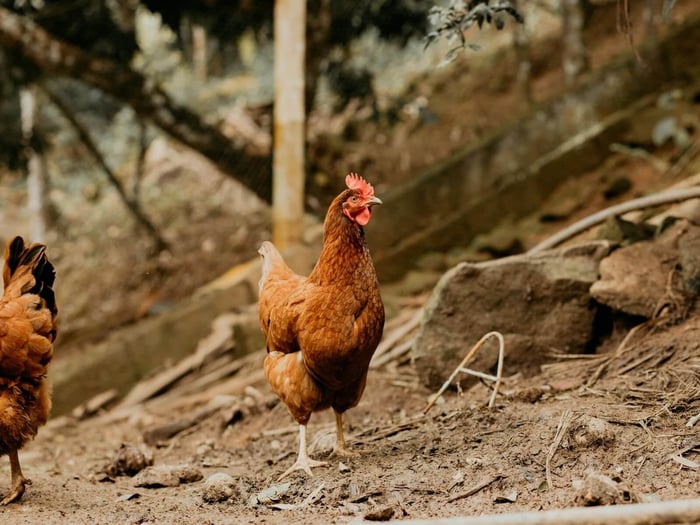 backyard projects with chickens