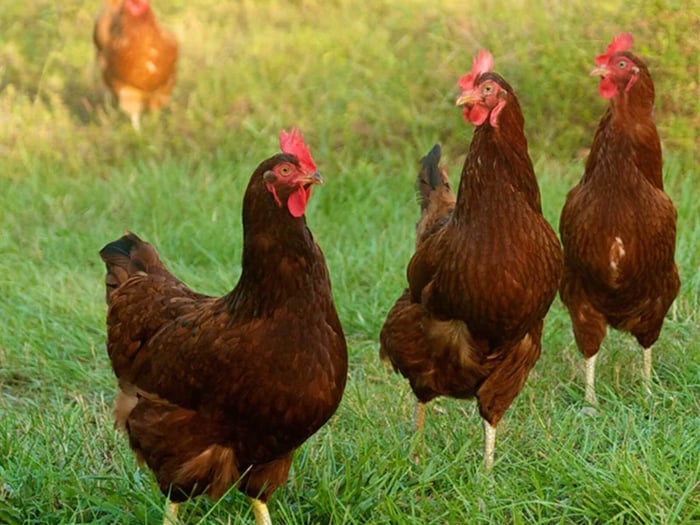 best egg laying chicken breeds