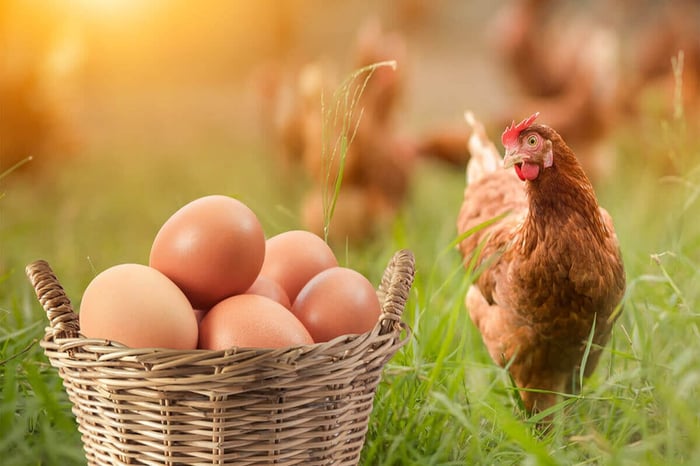 The Egg Assembly – Albumen and Shell Formation