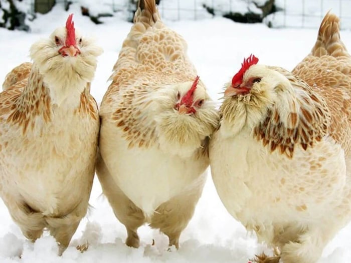 Friendliest Chicken Breeds