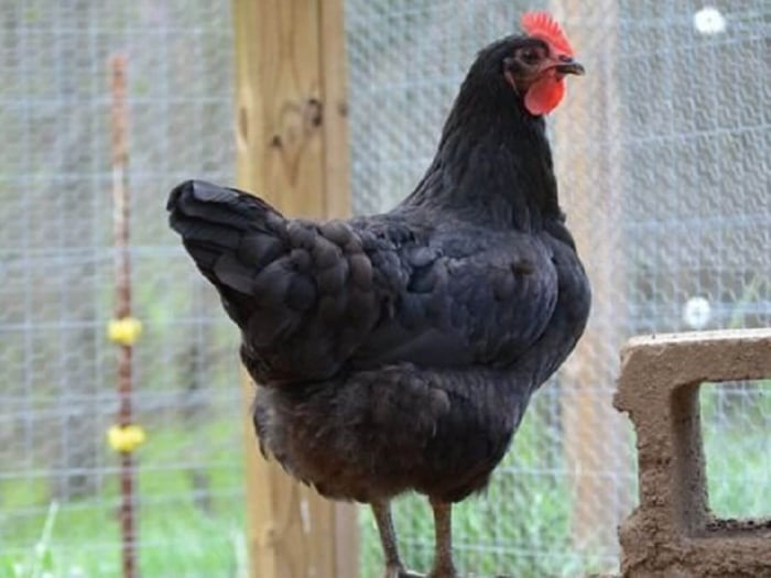 Friendliest Chicken Breeds
