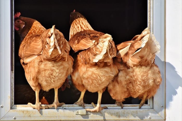 Why Chicken Poop Management Matters