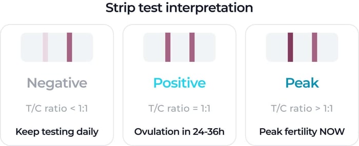 Three ovulation test strips showing negative (test line lighter than control), positive (lines equally dark, T/C ratio 1:1, ovulation in 24–36 hours), and peak (test line darker than control, T/C ratio >1:1, peak fertility).