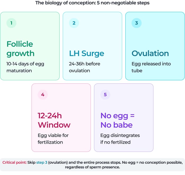 Diagram showing the 5 key biological steps of conception: follicle growth, LH surge, ovulation, a 12-24 hour window when the egg is viable, and egg disintegration if not fertilized