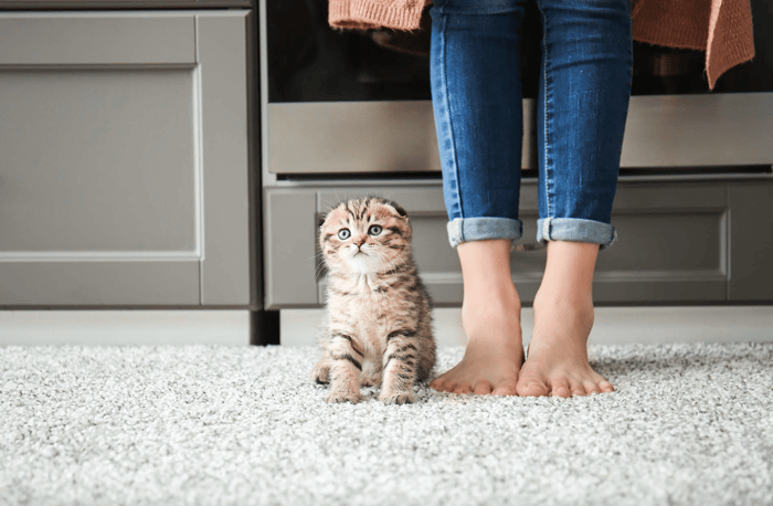 Natural fiber carpets from America's Floor Source