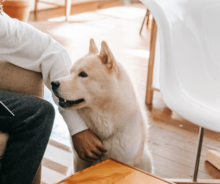 best hardwood flooring for pets
