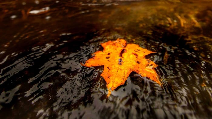 A leaf floating effortlessly in a stream.