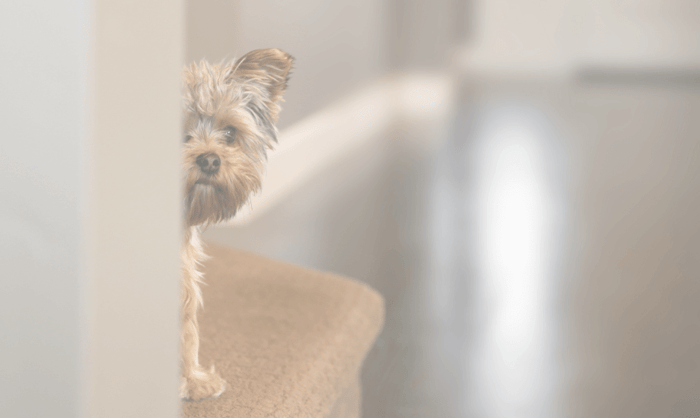 Dog Anxiety During COVID: Signs and Solutions