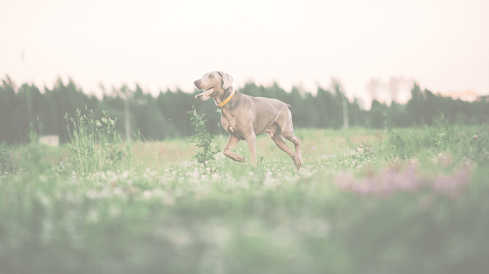 Healthy Guide for Big Dogs Care: Mindfulness and Nutrition