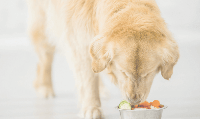 5 Dog Superfoods To Boost Health