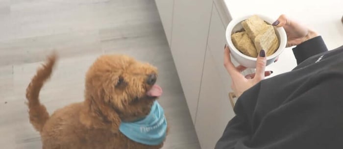 How to Train Dogs Using Food and Treats