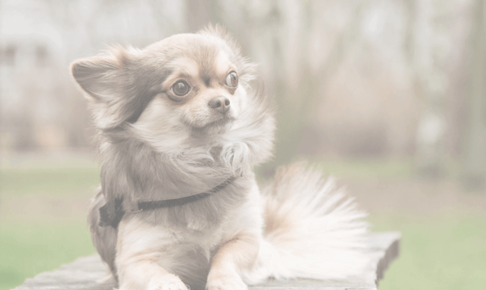55 Best Chihuahua Names: Spunky, and Full of Personality