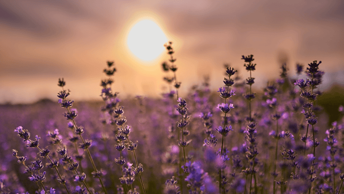 Lavender Fragrance Oil: Bedroom Bliss Made Easy