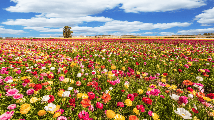The Most Popular Fragrance Oils for Spring 2025