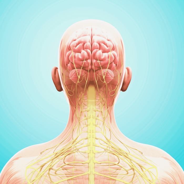 ADHD + PMDD nervous system care