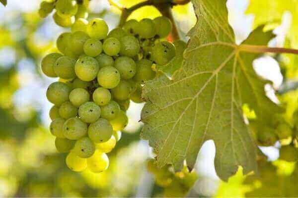 Bacchus grapes on the vine