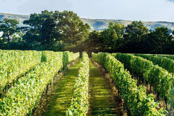 English Bacchus Vines