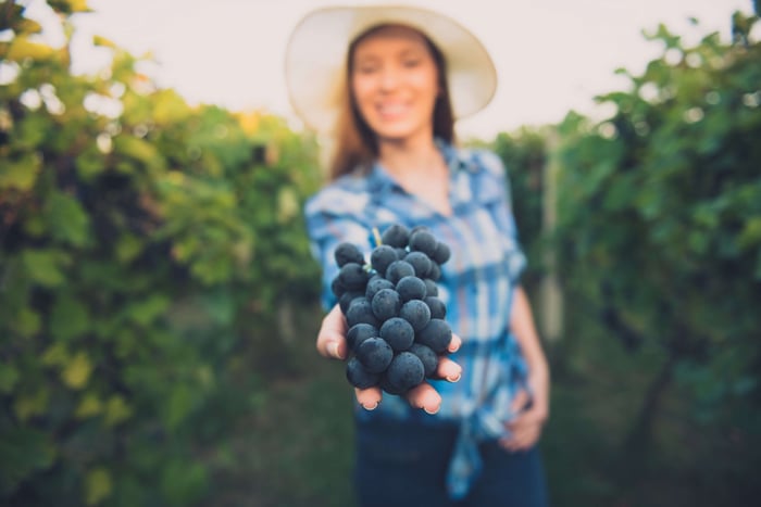 6 early ripening grapes you need to try