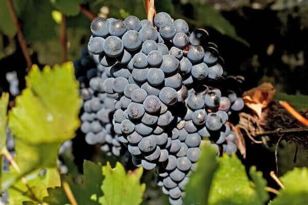 Gamay grapes on the vine