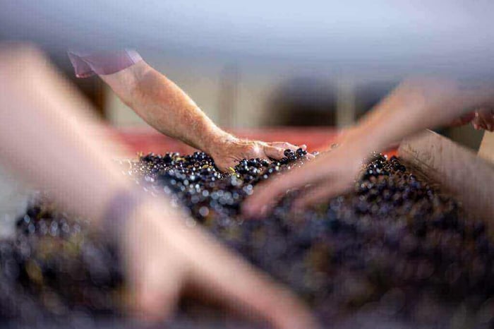 Hand sorting freshly harvested Gamay grapes in Beaujolais