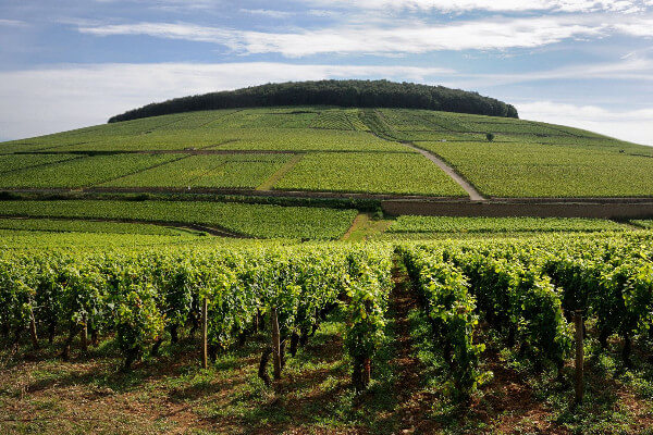 Savigny-les-Beaune Vineyards