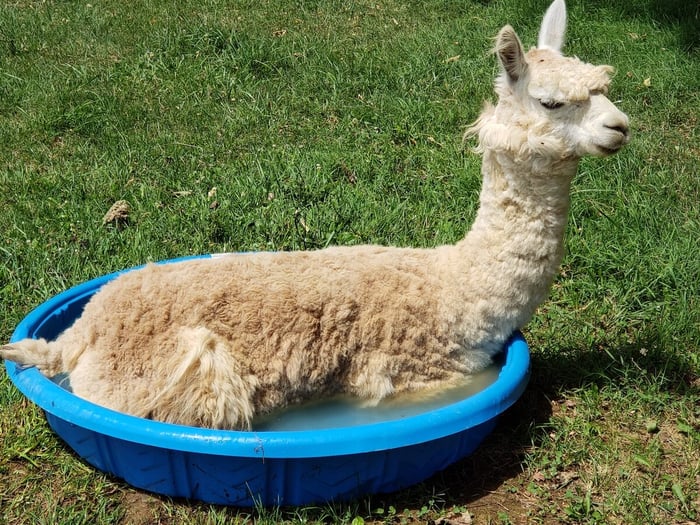 Felix The Alpaca