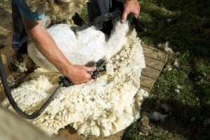 Where the Sheep Are