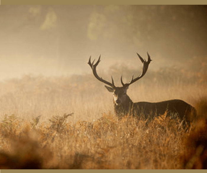 Northridge Oak Deer Hunter Cover Scent