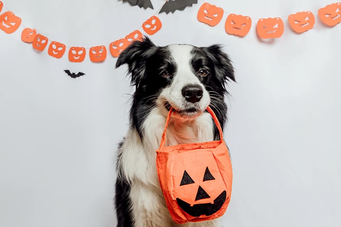 HOW TO KEEP YOUR DOG SAFE ON HALLOWEEN NIGHT