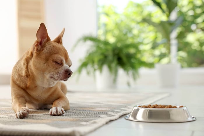 Dog flipping food bowl – funny dog eating habits