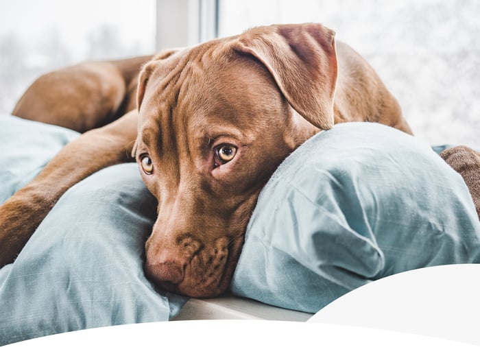 WHAT IS COLD WEATHER ANXIETY IN DOGS — AND HOW TO HELP