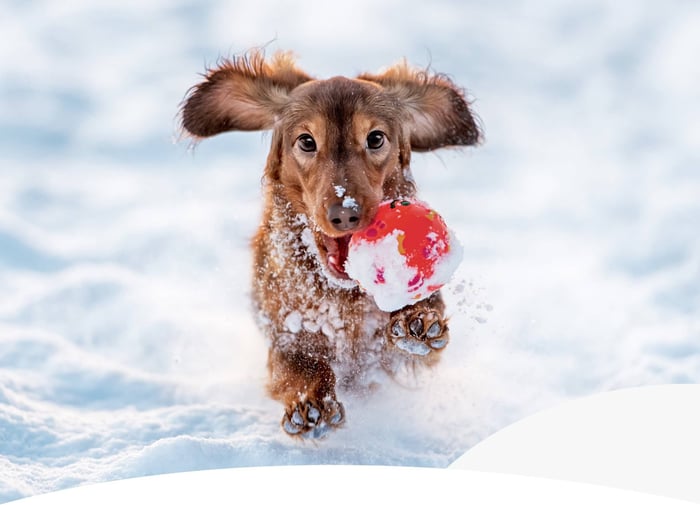 SNOW MUCH FUN: WINTER ACTIVITIES TO KEEP YOUR DOG ACTIVE