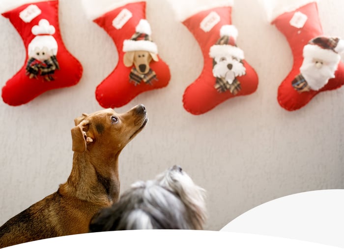 WHAT’S IN MY DOG’S STOCKING? CRUMPS PICKS FOR EVERY PUP TYPE