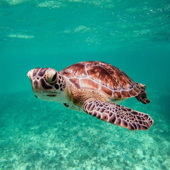 World Turtle Day