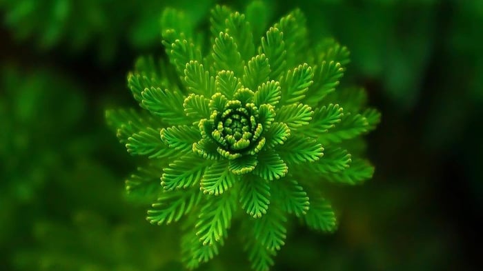 The Nature of Design — Symbiosis between Architecture and Nature
