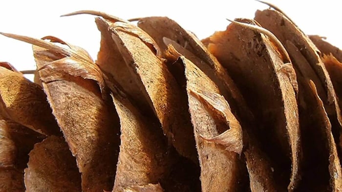 Reinventing Buildings with Biomimicry, My Pine Cone