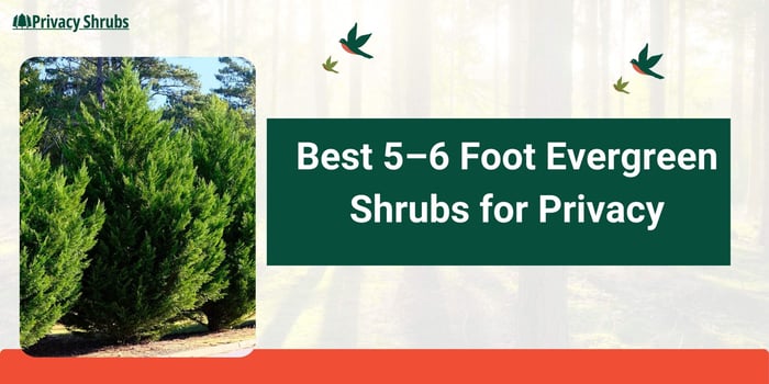 8 Best 5–6 Foot Evergreen Shrubs for Privacy | Year-Round Screening Plants