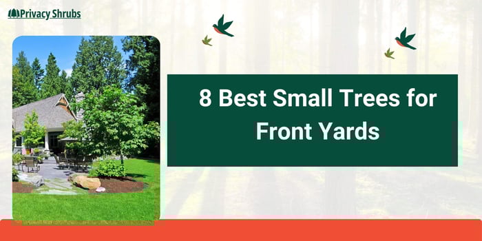8 Best Small Trees for Front Yards: Based on Our Customer Reviews