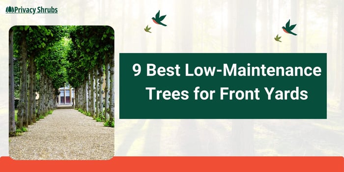 9 Best Low-Maintenance Trees for Front Yards