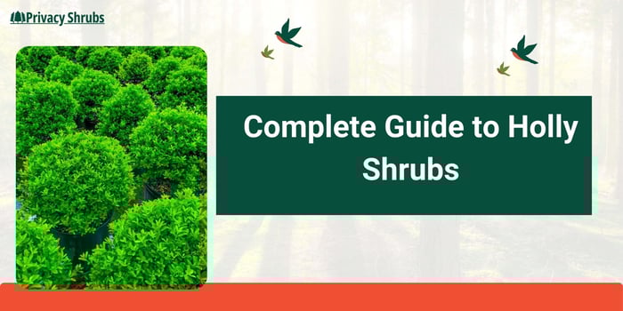 A Complete Guide to Holly Shrubs: Planting, Watering, Fertilizing and Care