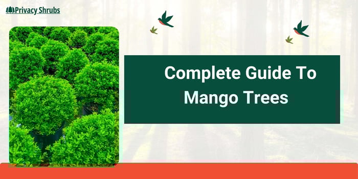 A Complete Guide To Mango Trees: Planting, Watering, Fertilizing & Harvest
