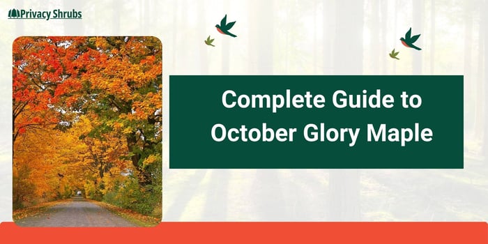 October Glory Maple