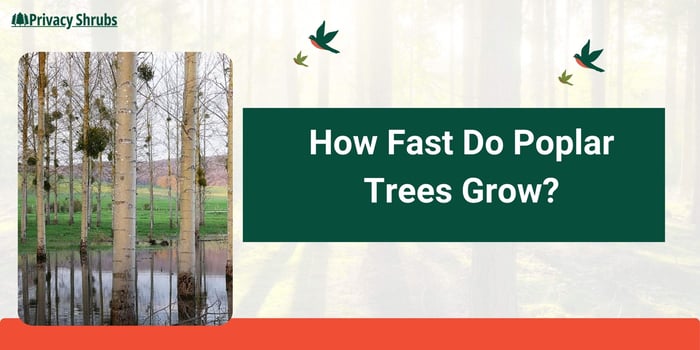 How Fast Do Poplar Trees Grow? Facts About the Widespread Tree