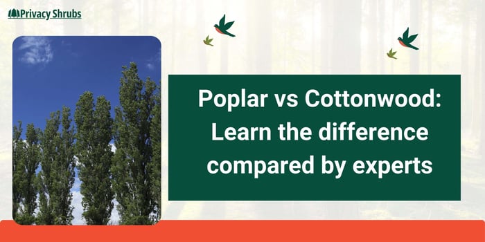 Poplar vs Cottonwood: Learn the difference