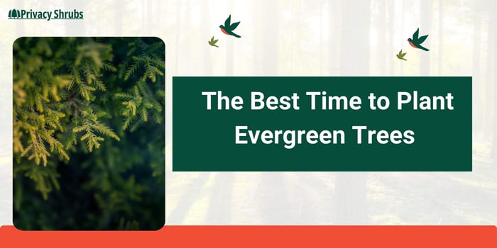 The Best Time to Plant Evergreen Trees – and Other Useful Planting Tips