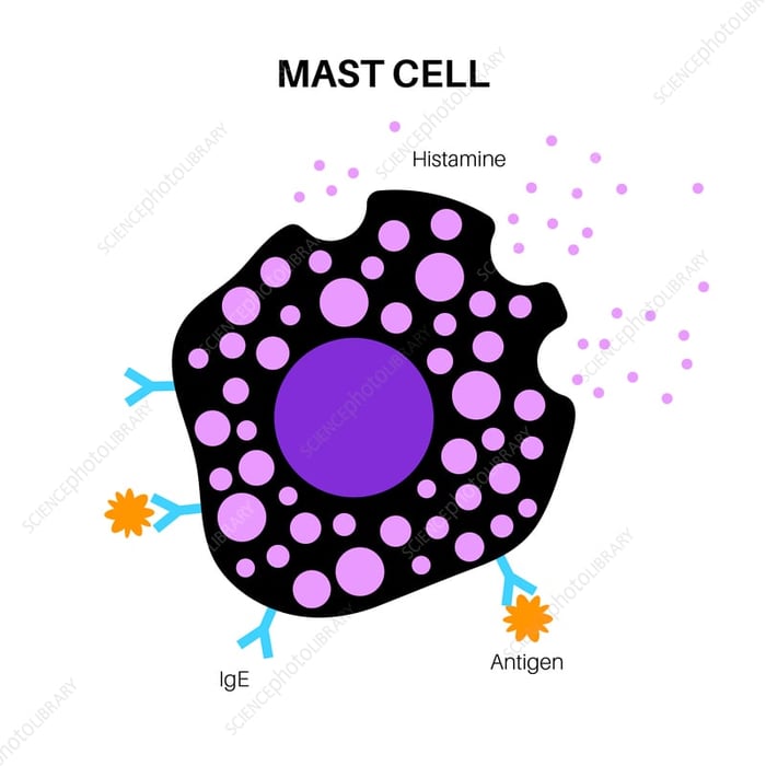 Mast Cell Activation vs. Histamine Intolerance