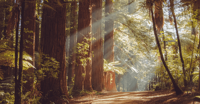 redwood sauna shown by the Rotorua redwoods forest